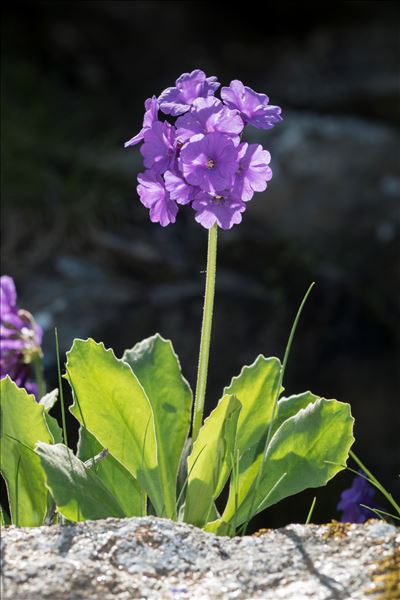 Primula latifolia subsp. graveolens (Hegetschw.) Rouy