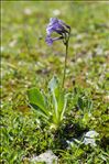 Primula latifolia subsp. graveolens (Hegetschw.) Rouy