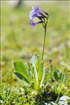 Primula latifolia subsp. graveolens (Hegetschw.) Rouy