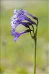 Primula latifolia subsp. graveolens (Hegetschw.) Rouy