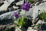 Primula latifolia subsp. graveolens (Hegetschw.) Rouy