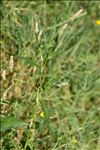 Persicaria maculosa Gray
