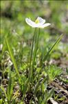 Ranunculus kuepferi subsp. orientalis W.Huber