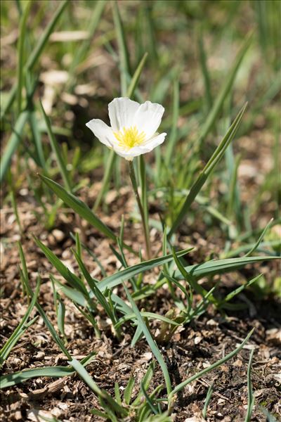 Ranunculus kuepferi subsp. orientalis W.Huber