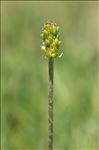 Ranunculus kuepferi subsp. orientalis W.Huber