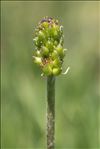 Ranunculus kuepferi subsp. orientalis W.Huber