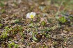 Ranunculus kuepferi subsp. orientalis W.Huber