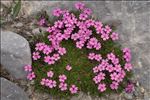 Silene acaulis (L.) Jacq. subsp. acaulis