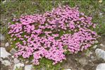 Silene acaulis (L.) Jacq. subsp. acaulis