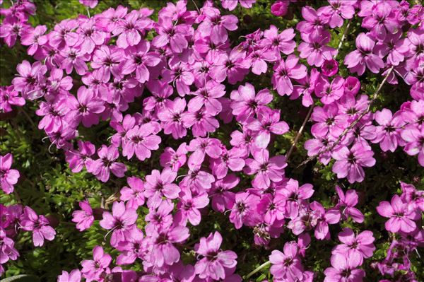 Silene acaulis (L.) Jacq. subsp. acaulis