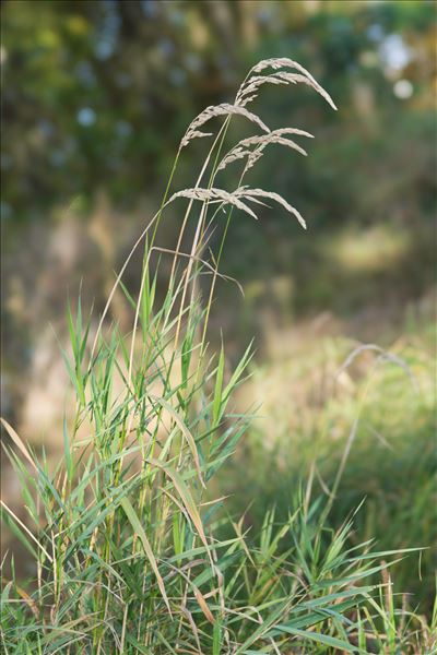 Phalaris arundinacea L. subsp. arundinacea