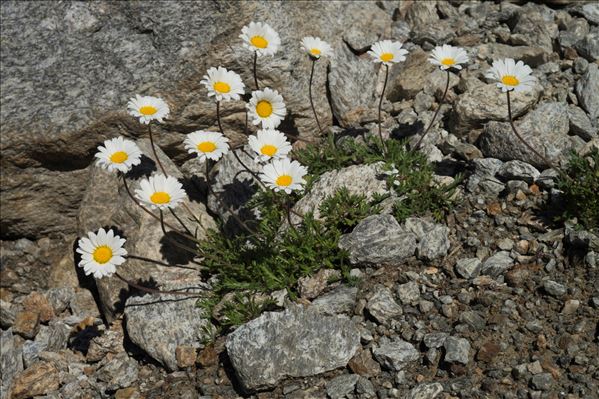 Leucanthemopsis alpina subsp. minima (Vill.) Holub