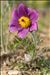 Anemone montana Hoppe ex Sturm