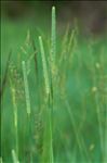 Phleum pratense L.