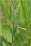 Phleum pratense L.