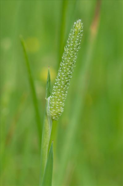 Phleum pratense L.