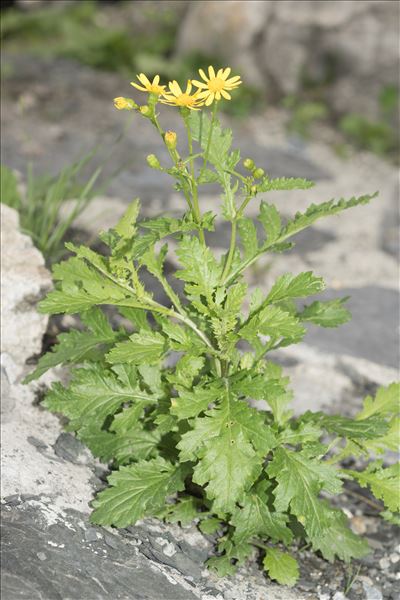 Senecio squalidus subsp. rupestris (Waldst. & Kit.) Greuter