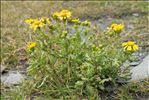 Senecio squalidus subsp. rupestris (Waldst. & Kit.) Greuter