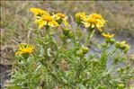 Senecio squalidus L.