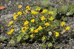 Senecio squalidus subsp. rupestris (Waldst. & Kit.) Greuter