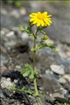 Senecio squalidus L.