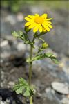 Senecio squalidus L.