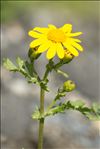 Senecio squalidus L.