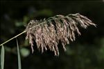 Phragmites australis subsp. chrysanthus (Mabille) Soják