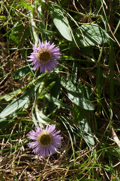 Erigeron uniflorus subsp. aragonensis (Vierh.) O.Bolòs & Vigo