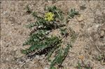 Oxytropis campestris (L.) DC. subsp. campestris