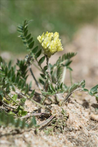 Oxytropis campestris (L.) DC. subsp. campestris