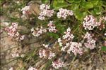 Asperula aristata subsp. oreophila (Briq.) Hayek