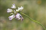 Astragalus alpinus L. subsp. alpinus