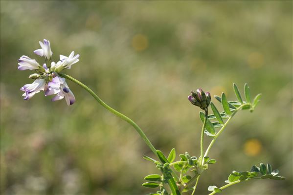 Astragalus alpinus L. subsp. alpinus
