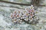 Bunium alpinum subsp. corydalinum (DC.) Nyman
