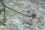 Bunium alpinum subsp. corydalinum (DC.) Nyman