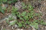 Bunium alpinum subsp. corydalinum (DC.) Nyman