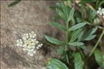 Bunium alpinum subsp. corydalinum (DC.) Nyman