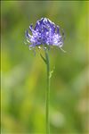 Phyteuma orbiculare subsp. tenerum (R.Schulz) Braun-Blanq.