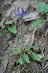 Phyteuma orbiculare subsp. tenerum (R.Schulz) Braun-Blanq.