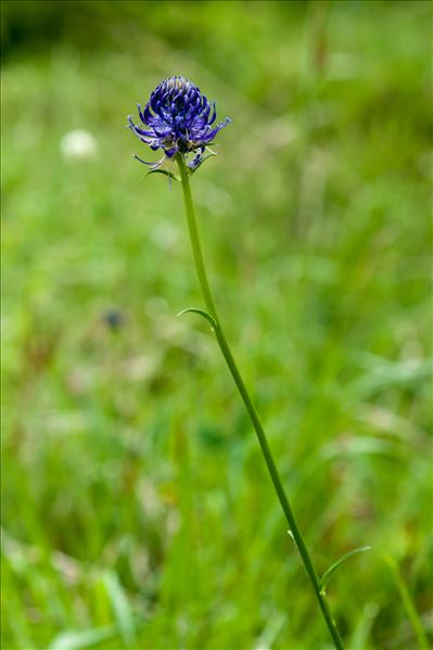 Phyteuma orbiculare subsp. tenerum (R.Schulz) Braun-Blanq.