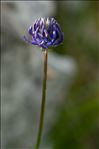 Phyteuma orbiculare subsp. tenerum (R.Schulz) Braun-Blanq.