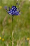 Phyteuma orbiculare subsp. tenerum (R.Schulz) Braun-Blanq.