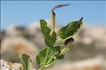 Aristolochia rotunda subsp. insularis (E.Nardi & Arrigoni) Gamisans