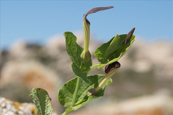 Aristolochia rotunda subsp. insularis (E.Nardi & Arrigoni) Gamisans