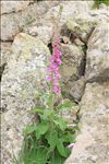 Digitalis purpurea subsp. gyspergerae (Rouy) Rouy