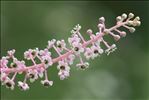 Phytolacca americana L.