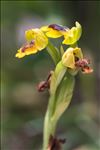 Ophrys lutea subsp. corsica (Soleirol ex G.Foelsche & W.Foelsche) Kreutz