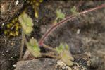 Saxifraga corsica (Ser.) Gren. & Godr. subsp. corsica