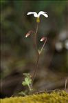 Saxifraga corsica (Ser.) Gren. & Godr.